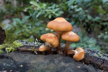 Mushroom in the forest close