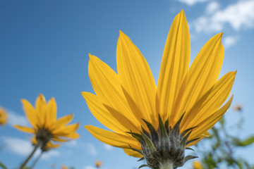 Yellow flowers blue sky