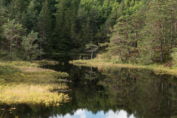 Fototapeta na wymiar Forest river lake