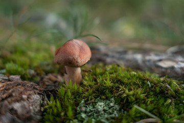 Mushroom in the forest close