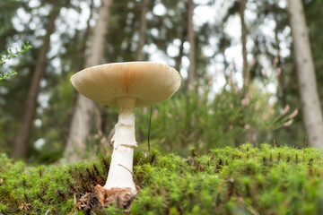 Mushroom in the forest close
