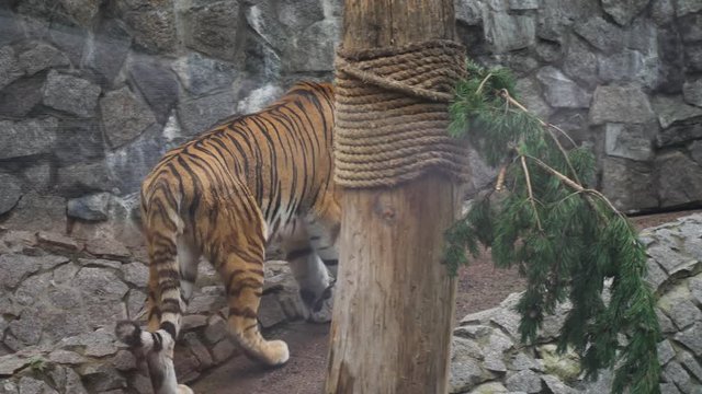 Wild Amur tiger.4k