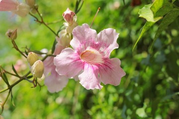 Blüte © alexbuess