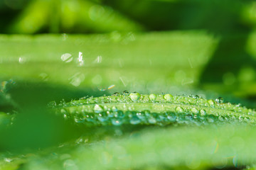 Gras nach einem Regenschauer