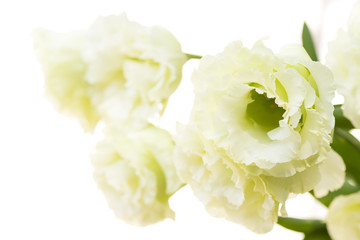 Obraz na płótnie Canvas 白背景の薄緑色のフウリンソウの花
