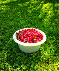 Ripe red sweet cherries with stalks close up.