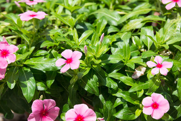 Periwinkle flowers and buds close up