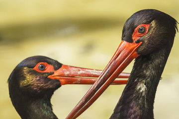 Black Storks Jerez De La Frontera Spain