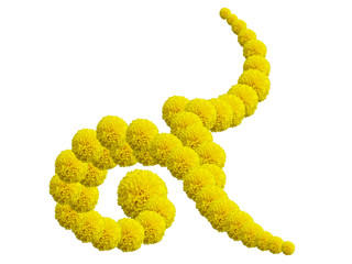 Nine Thai number design from Marigold flower isolated on white background