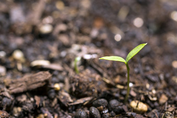 イタリアンパセリの芽