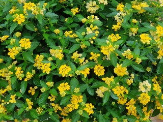 Obraz premium Yellow Weeping lantana and green leave background