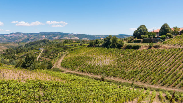 Vallée du Douro vignes vignoble Porto Portugal