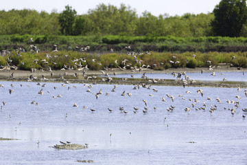 a flock of birds that live in wetland area near the sea and mangrove forest