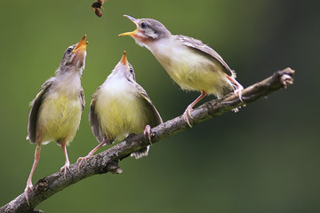 bird family