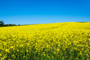 Obraz premium Yellow colza field