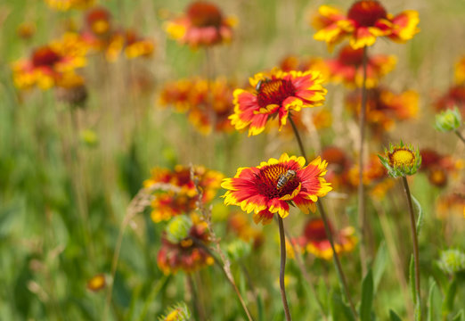 Summer wild field with beautiful feral Indian blanket flowers