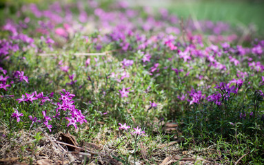 small pink flowers growing on the ground