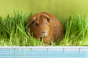 Морская свинка в зеленой траве