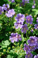 Geranium