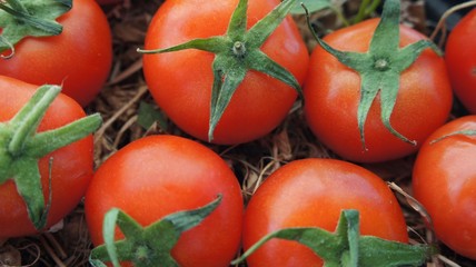 Tomatoes