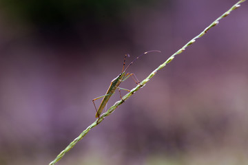 insects tough