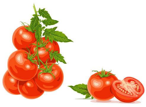  red ripe tomato vector illustration