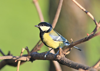 the titmouse has a rest on a branch