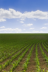 Fototapeta na wymiar Field of young corn plants