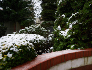 Snow on green bushes. The first snow in the city. Close up.