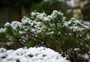 Snow on green bushes. The first snow in the city. Close up.