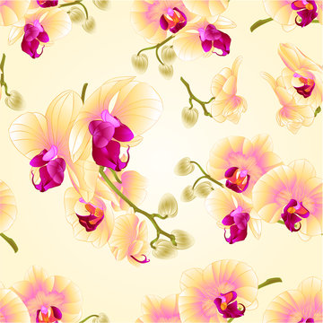 Seamless texture beautiful Phalaenopsis Orchids Yellow stems with flowers and  buds  vintage  vector closeup editable illustration hand draw
