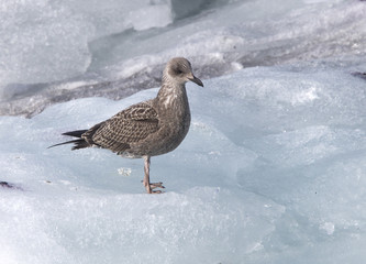 Common Gull (Larus canus), juvenile standing on ice, Iceland.