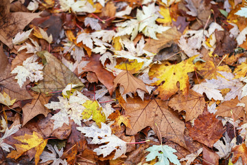 Autumn leaves lie on the asphalt
