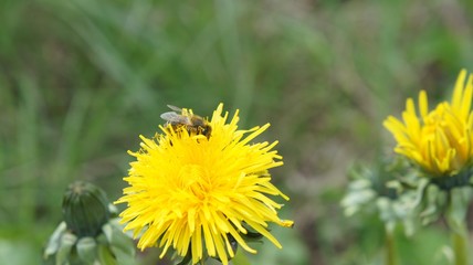 Bee