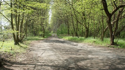 Fototapeta na wymiar Road in Forest