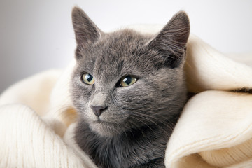 gray kitten wrapped in a blanket, smoky cat in blanket on a gray background.