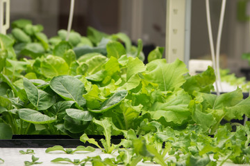 野菜の屋内菜園