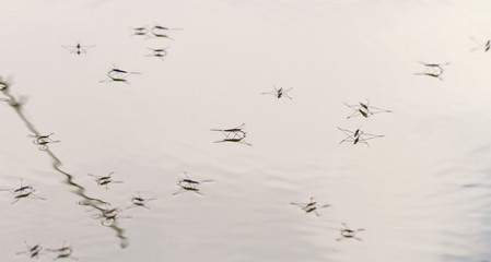 Gerridae on the water surface