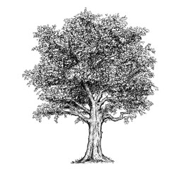Vector Hand Drawing Drawn Tree