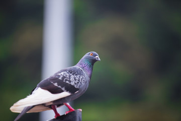 Pigeons of Malaysia