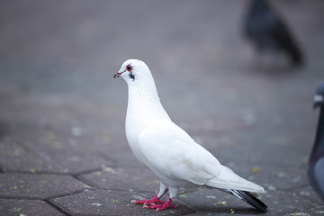 Pigeons of Malaysia
