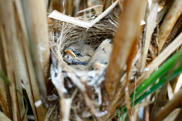 Acrocephalus agricola. The nest of the Paddyfield Warbler in nature.