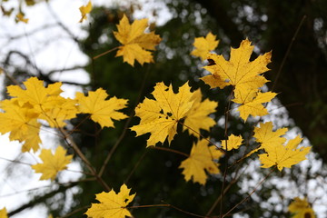 Beautiful autumn leaves / Beautiful autumn leaves on a tree in the forest