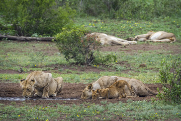 Fototapeta premium African lion in Kruger National park, South Africa