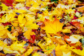 yellow leaves lie on the ground in the Park