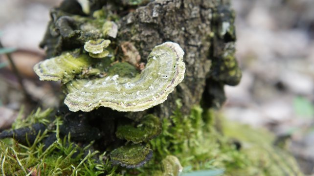 Green family mushroom