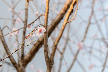 十月桜の花