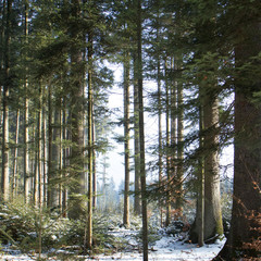 forest with snow