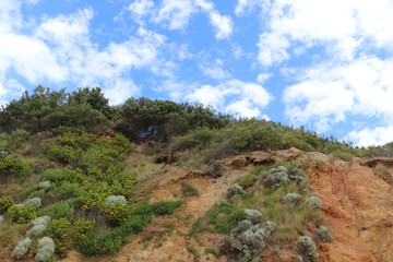 Fototapeta na wymiar coastal vegetation on a cliff top