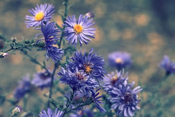 Beautiful purple flowers on a background of sunlight in the park. Spring summer floral background.